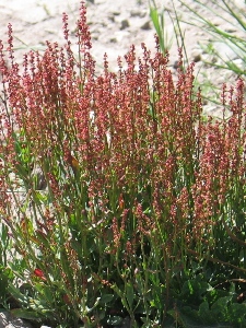 Rumex acetosella